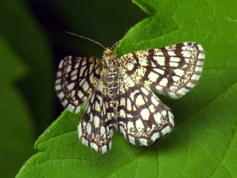 Chiasmia clathrata (Linnaeus, 1758)